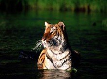 Taking A Dip, Bengal Tiger Resized