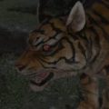 Cw Ffxiv Tiger